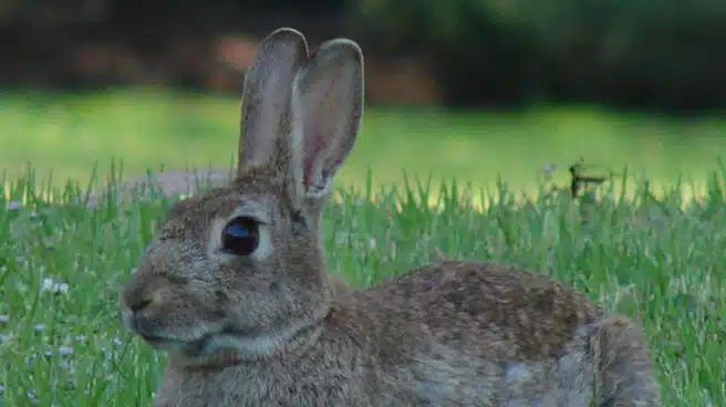 España ya no es 'tierra de conejos', la especie está en peligro de extinción