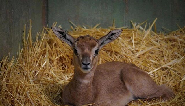 Nace Una Cria De Gacela Mhorr Especie Extinta En Su Habitat En Valencia