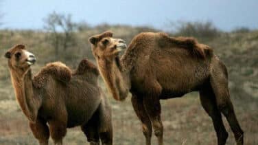 Miles de camellos salvajes serán tiroteados en Australia a causa de la sequía