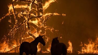 Australia, 130 incendios después