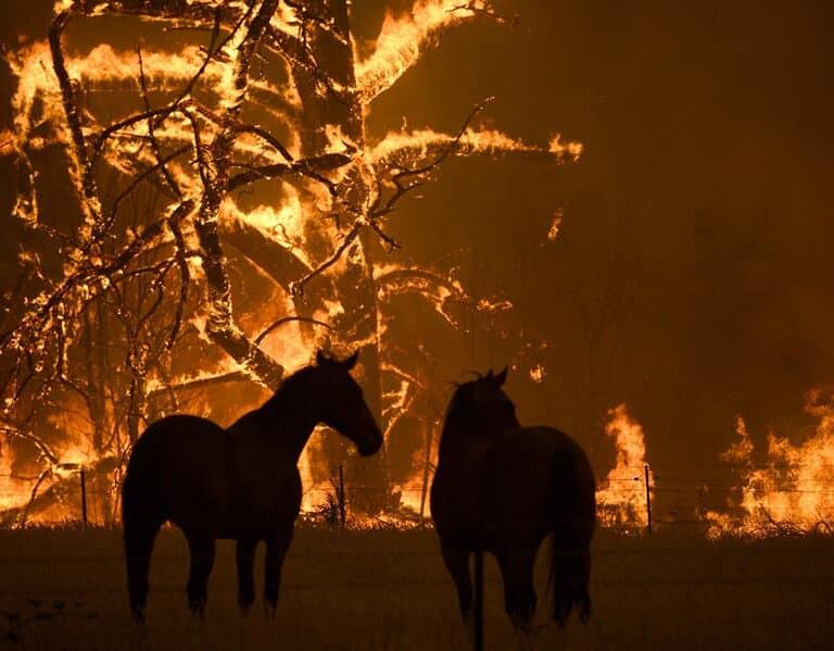 Australia, 130 incendios después