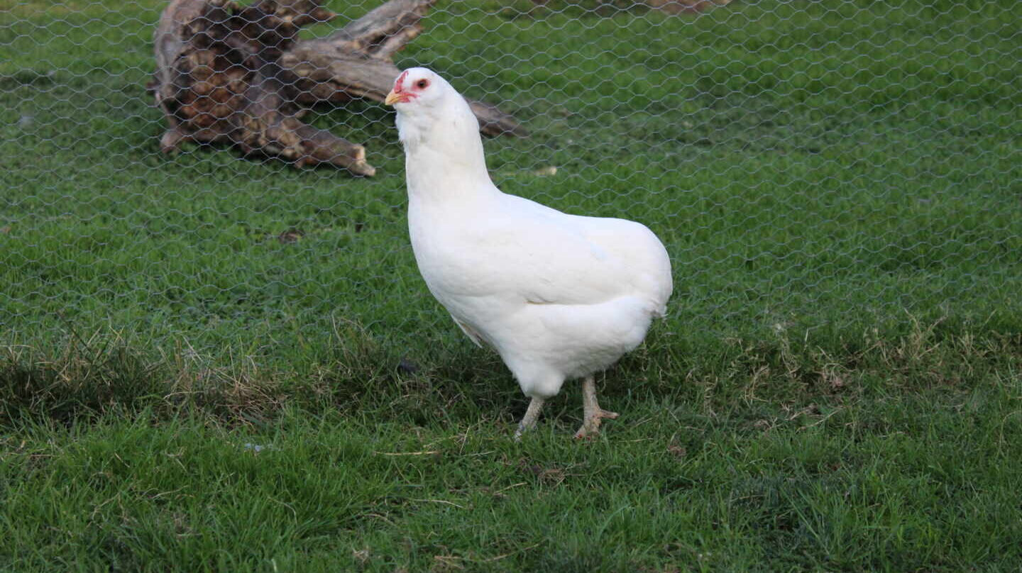 Araucana, La Gallina De Los Huevos Azules (que No Tienen Menos ...