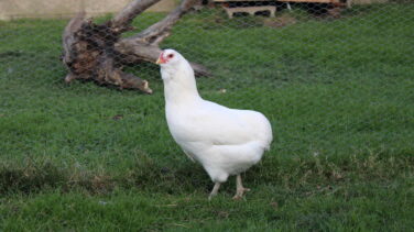 Araucana, la gallina de los huevos azules (que no tienen menos colesterol)