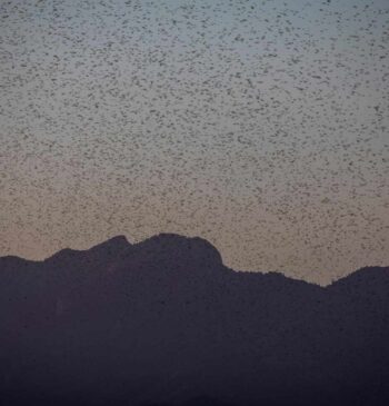 La última maldición del cuerno de África: una plaga de langostas