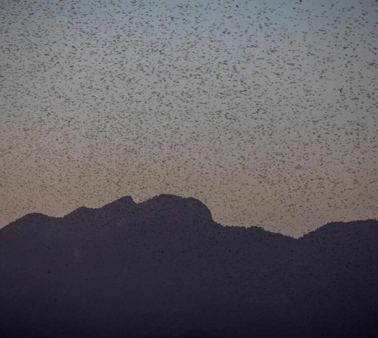 La última maldición del cuerno de África: una plaga de langostas