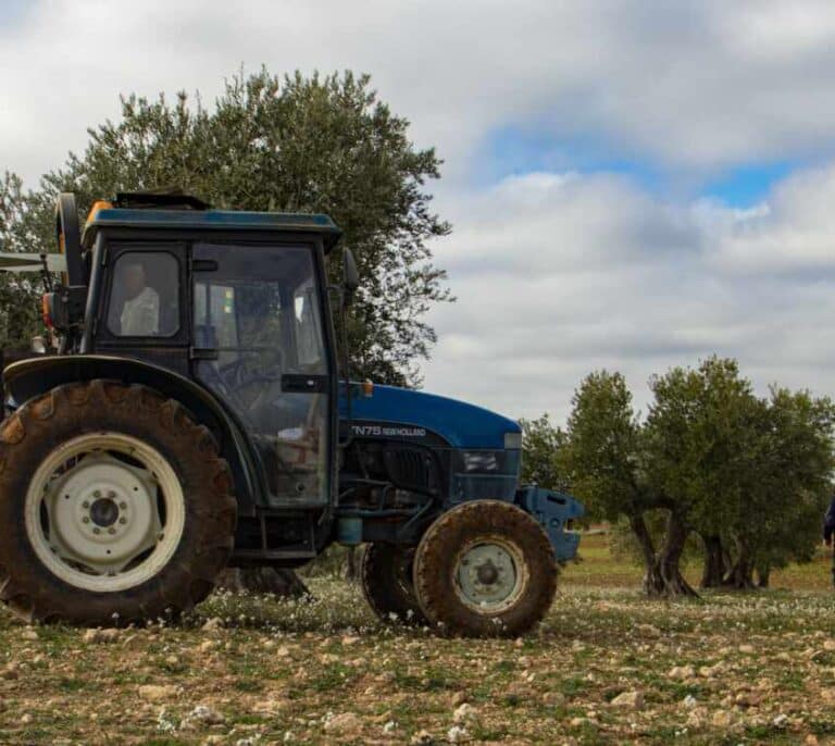 El viaje de la aceituna: así llega del olivo a tu mesa