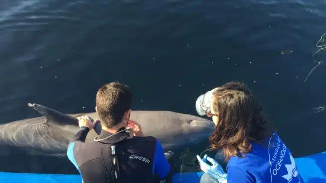 Una técnica pionera detecta enfermedades respiratorias en delfines sin ser invasiva