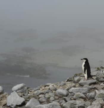 La dramática desaparición del pingüino barbijo en la Antártida