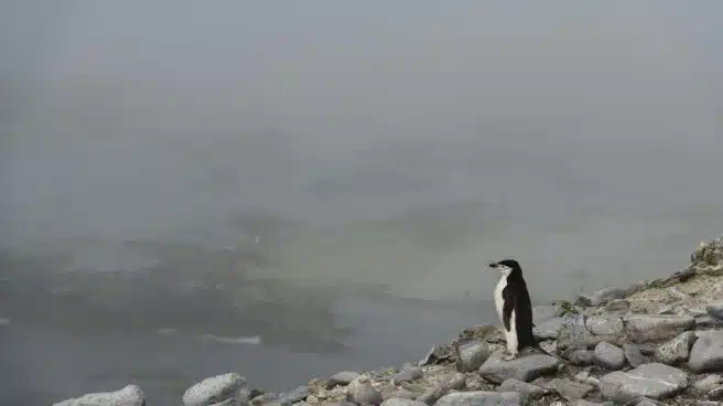 La dramática desaparición del pingüino barbijo en la Antártida