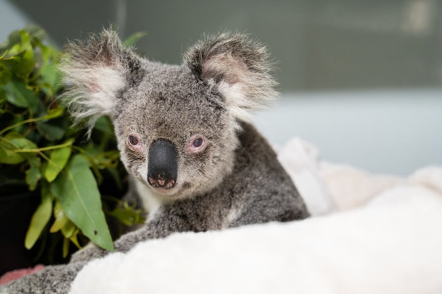 Los koalas tras los incendios de Australia: Población reducida un tercio y sin hábitat