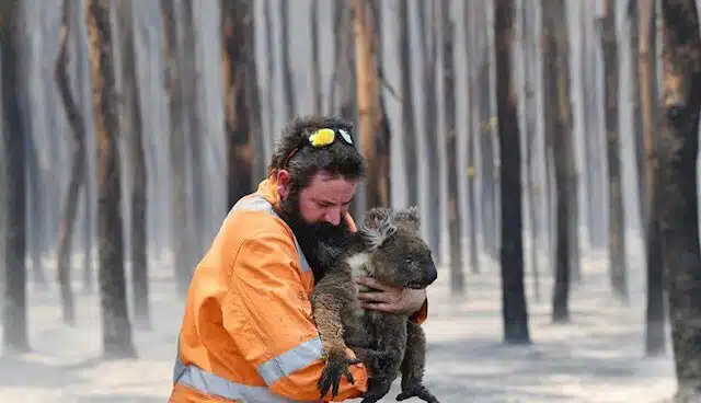 Los incendios dejan más cerca de la extinción a la población de koalas en Australia