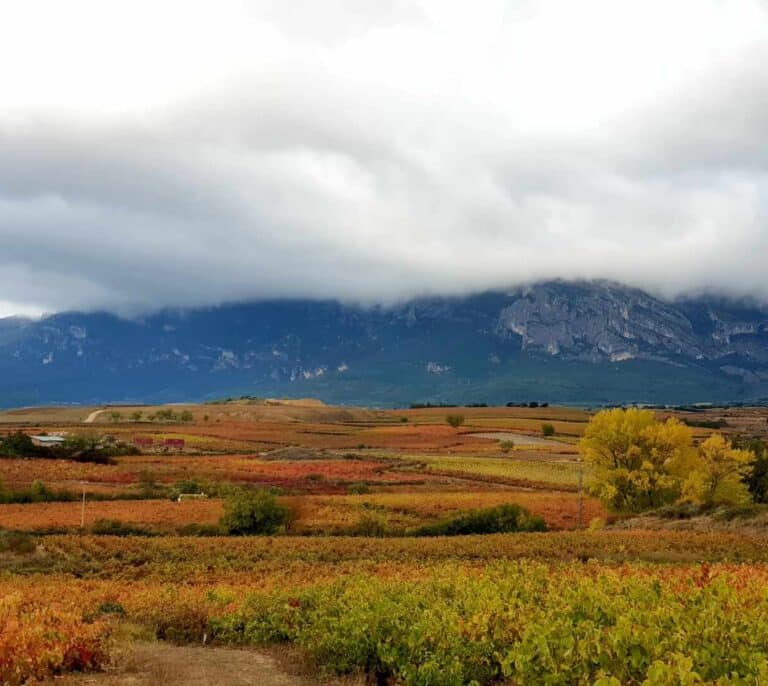 El tinto más caro no es un Rioja... y otras curiosidades del vino español