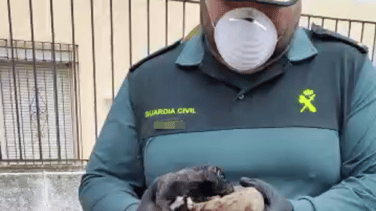 Rescatan con vida dos cachorros arrojados en un saco a un contenedor