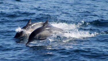 La población de delfines en el Océano Índico ha disminuido un 80% desde 1950 por las redes de enmalle