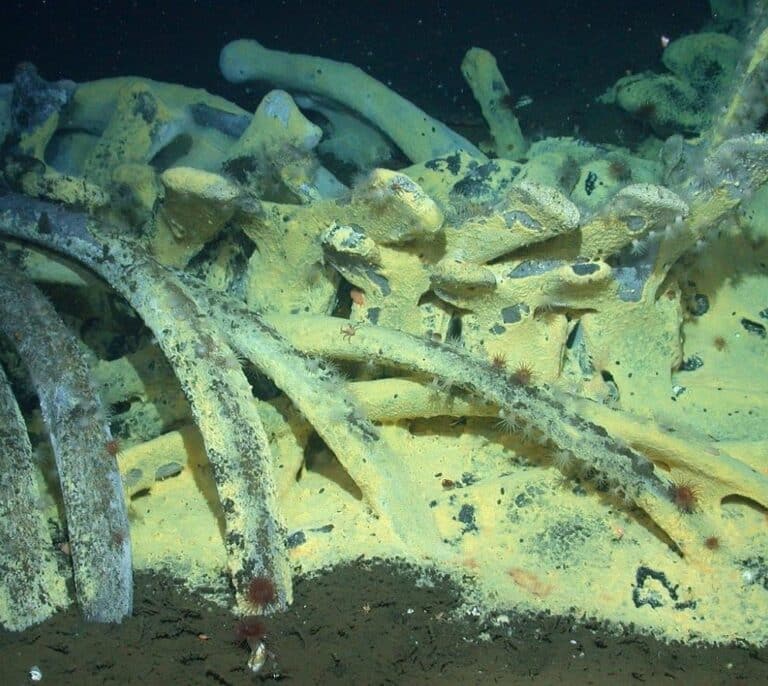 Se descubre un cadáver de ballena convertido en oasis de vida marina