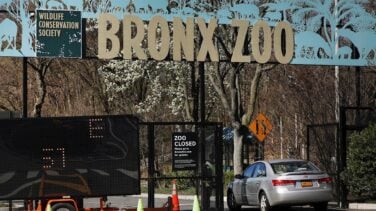 El coronavirus afecta ya a ocho grandes felinos del zoo de Nueva York