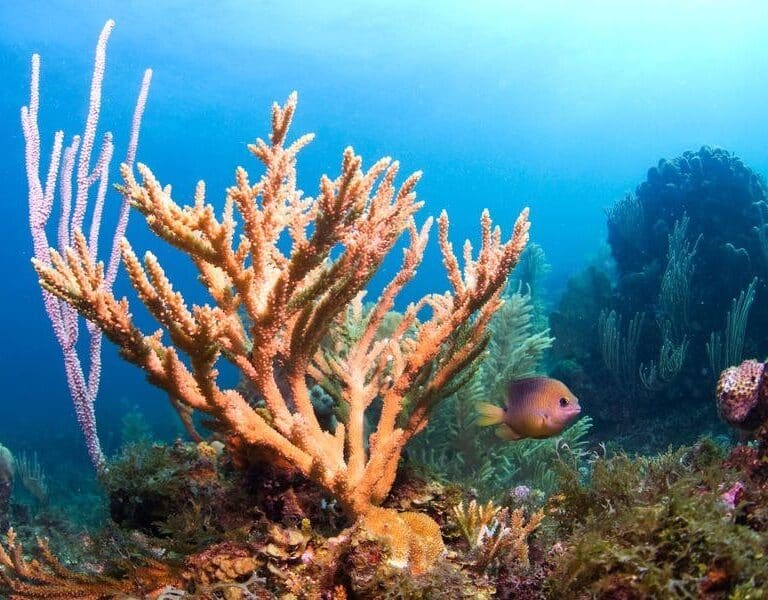 Coral de laboratorio resistente al cambio climático