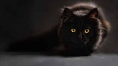 Muere Negrito, el primer gato infectado por coronavirus en España