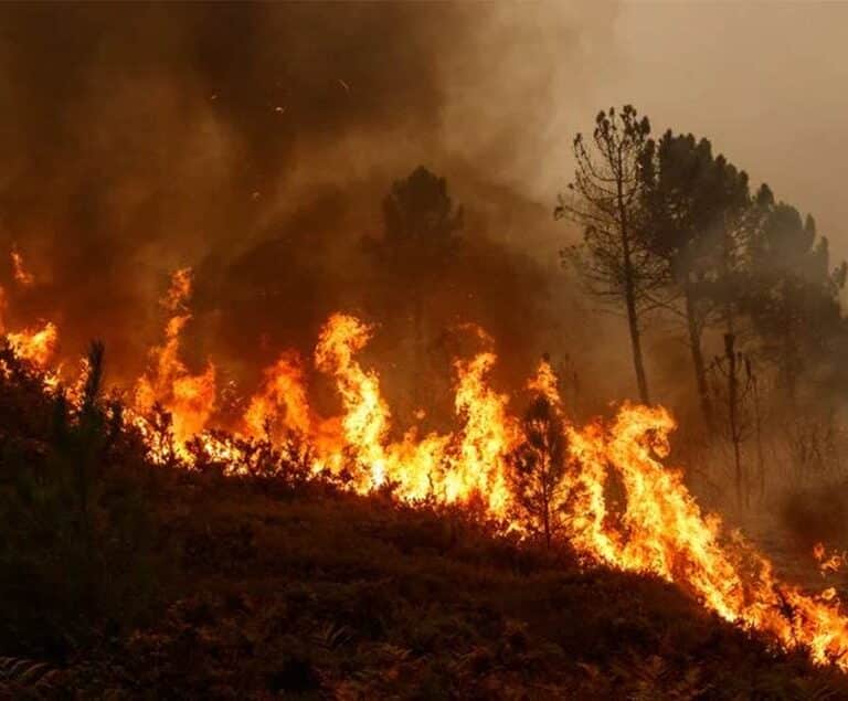 Un verano proclive a la aparición de grandes incendios, debido al parón por la Covid-19 y las lluvias