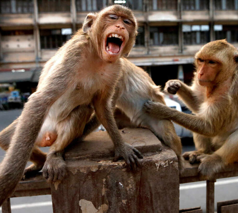 La incontrolable rebelión de los monos en Asia