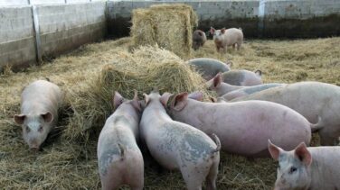 Los ganaderos se revuelven contra la investigación de China sobre el cerdo: "No hay ninguna competencia desleal"