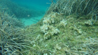 Detectada en el Cap de Creus (Girona) una de las algas más dañinas del Mediterráneo