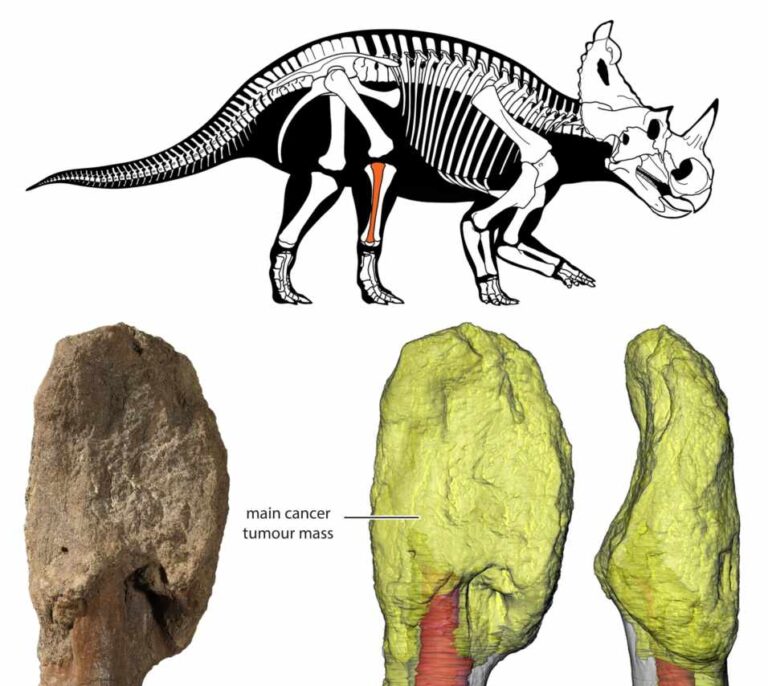 Diagnostican por primera vez un cáncer maligno en un dinosaurio