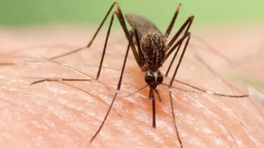 Alerta por la llegada a España de un nuevo mosquito transmisor de virus