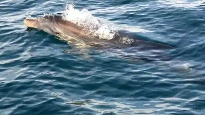 Denuncian al piloto de una moto acuática en Melilla por intentar atropellar delfines