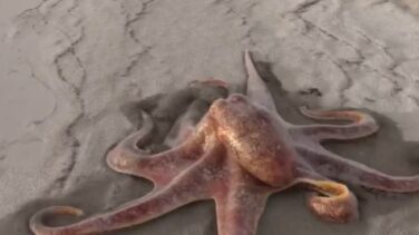 La verdad detrás del vídeo viral de un pulpo gigante paseando por la playa