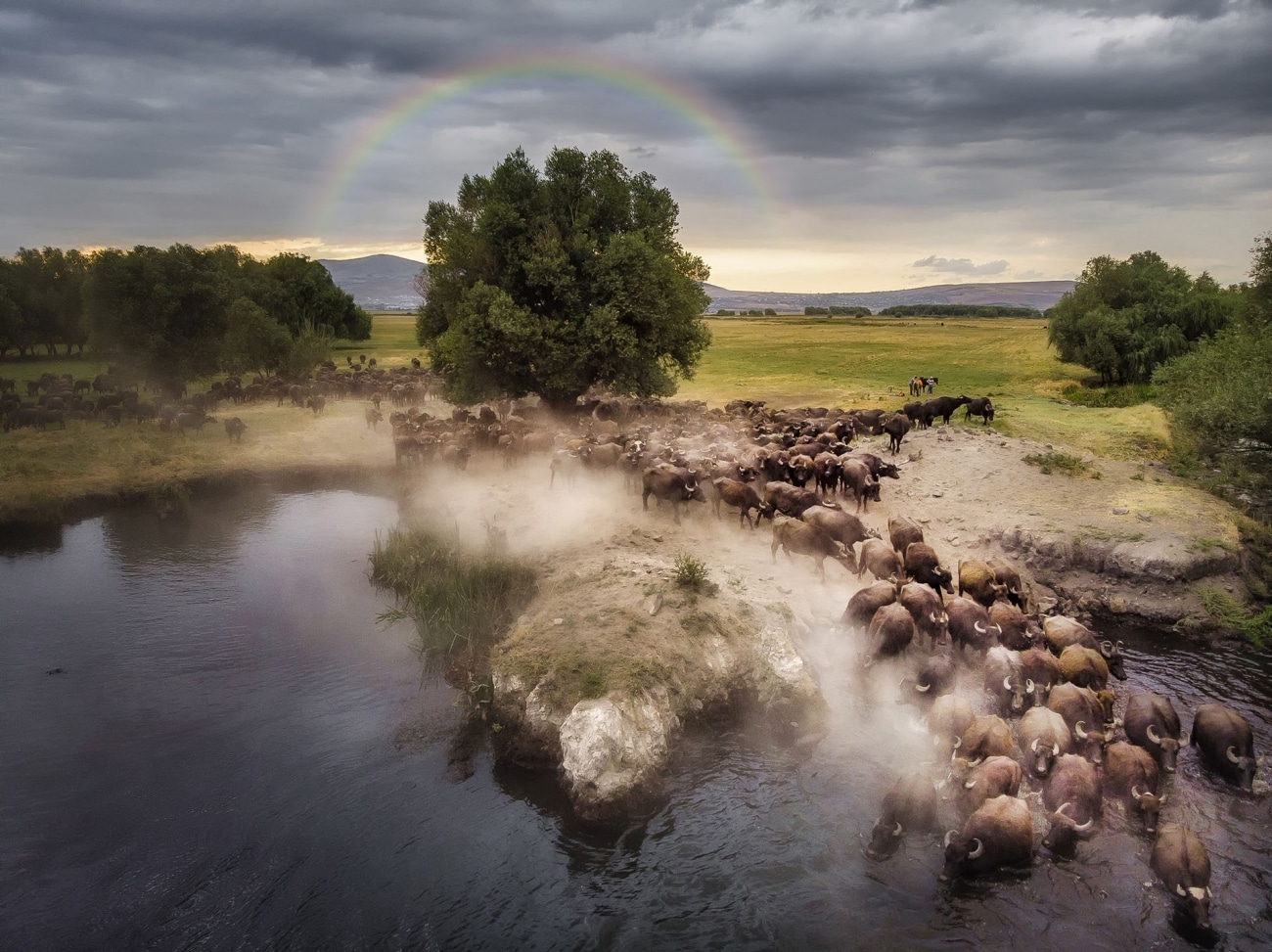 Una manada de búfalos pasa por un lago