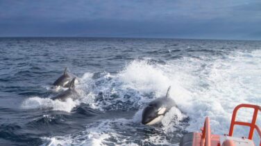 Trasladan dos barcos dañados por orcas al puerto de Cedeira en La Coruña