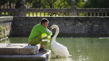 La bella historia de amor entre el cisne y el jardinero del Escorial ha llegado a su fin