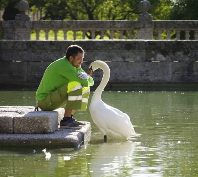 La bella historia de amor entre el cisne y el jardinero del Escorial ha llegado a su fin