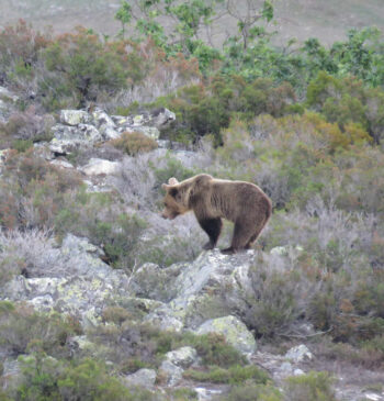 El oso pardo reina de nuevo en las montañas españolas