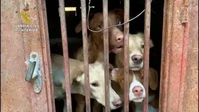 VÍDEO | Encuentran una finca en Madrid con 22 perros en condiciones "deplorables" y restos cadavéricos