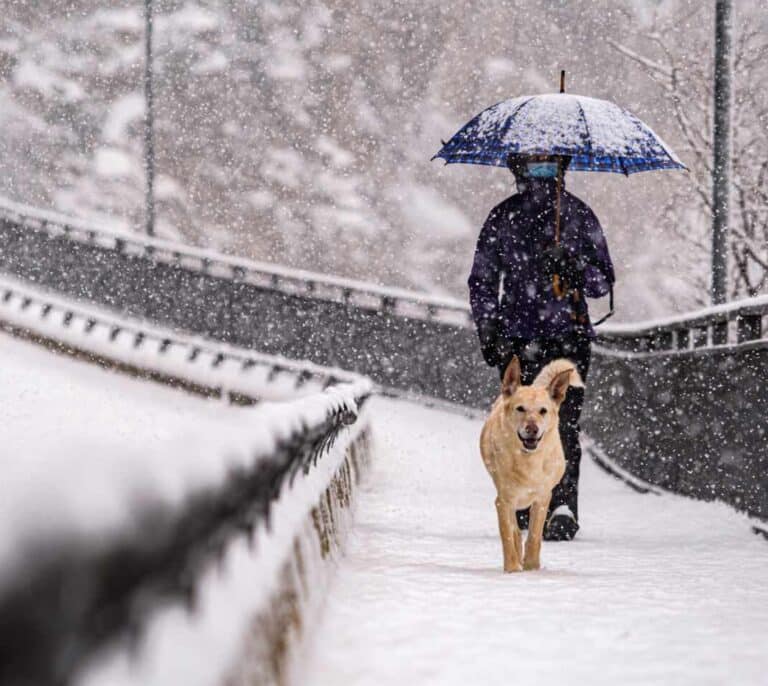 ¿Qué temperatura puede soportar un perro?