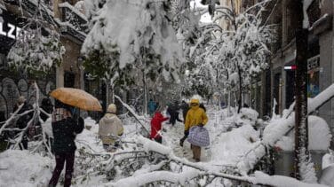 Más de 150.000 árboles podrían estar afectados por el temporal
