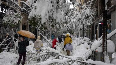 Más de 150.000 árboles podrían estar afectados por el temporal