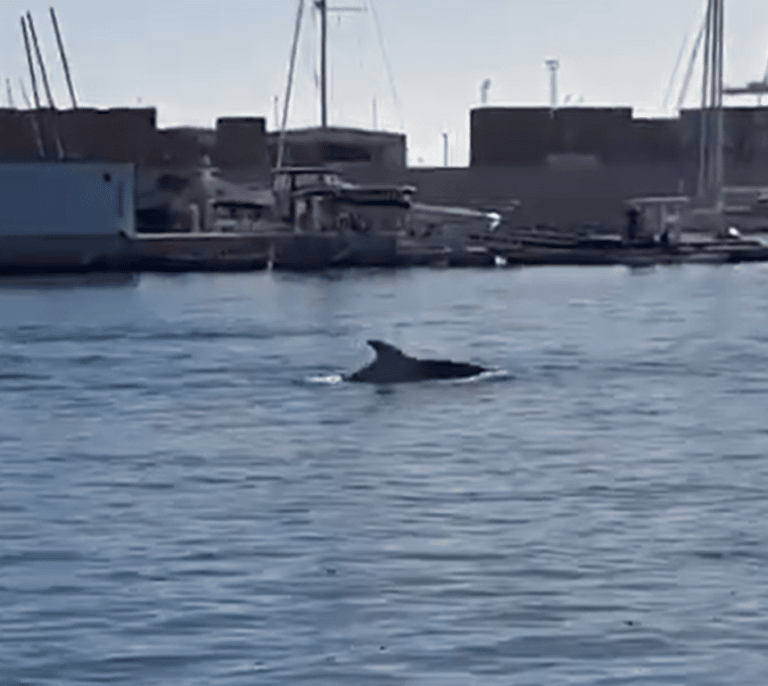 Avistan una docena de delfines junto al antiguo puerto de Valencia