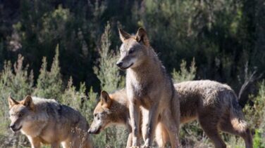 Siete CCAA recurrirán la prohibición de cazar lobos en España