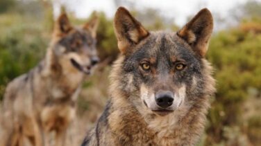 La caza del lobo quedará prohibida en España