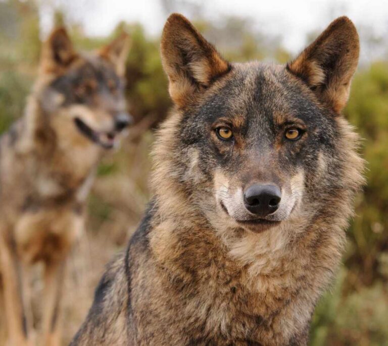 La caza del lobo quedará prohibida en España