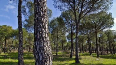 Correos contribuye a la reforestación con su Línea Bosques