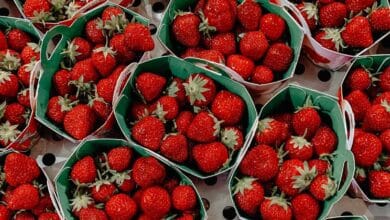 España vuelve a detectar una partida de fresas de Marruecos con hepatitis A