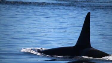 VÍDEO | Salvamento alerta nuevamente de la presencia de orcas en la costa de Galicia