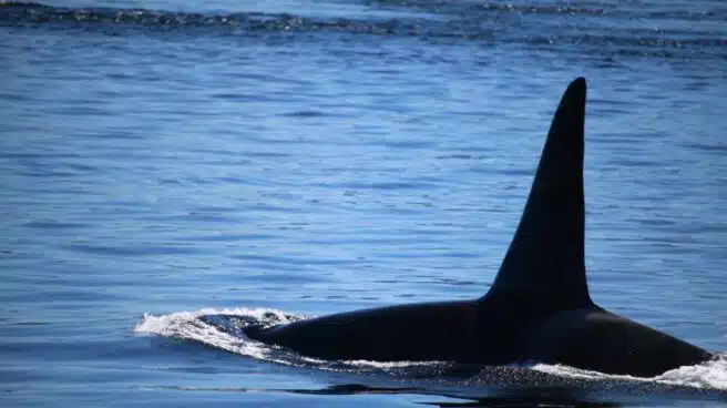 VÍDEO | Salvamento alerta nuevamente de la presencia de orcas en la costa de Galicia