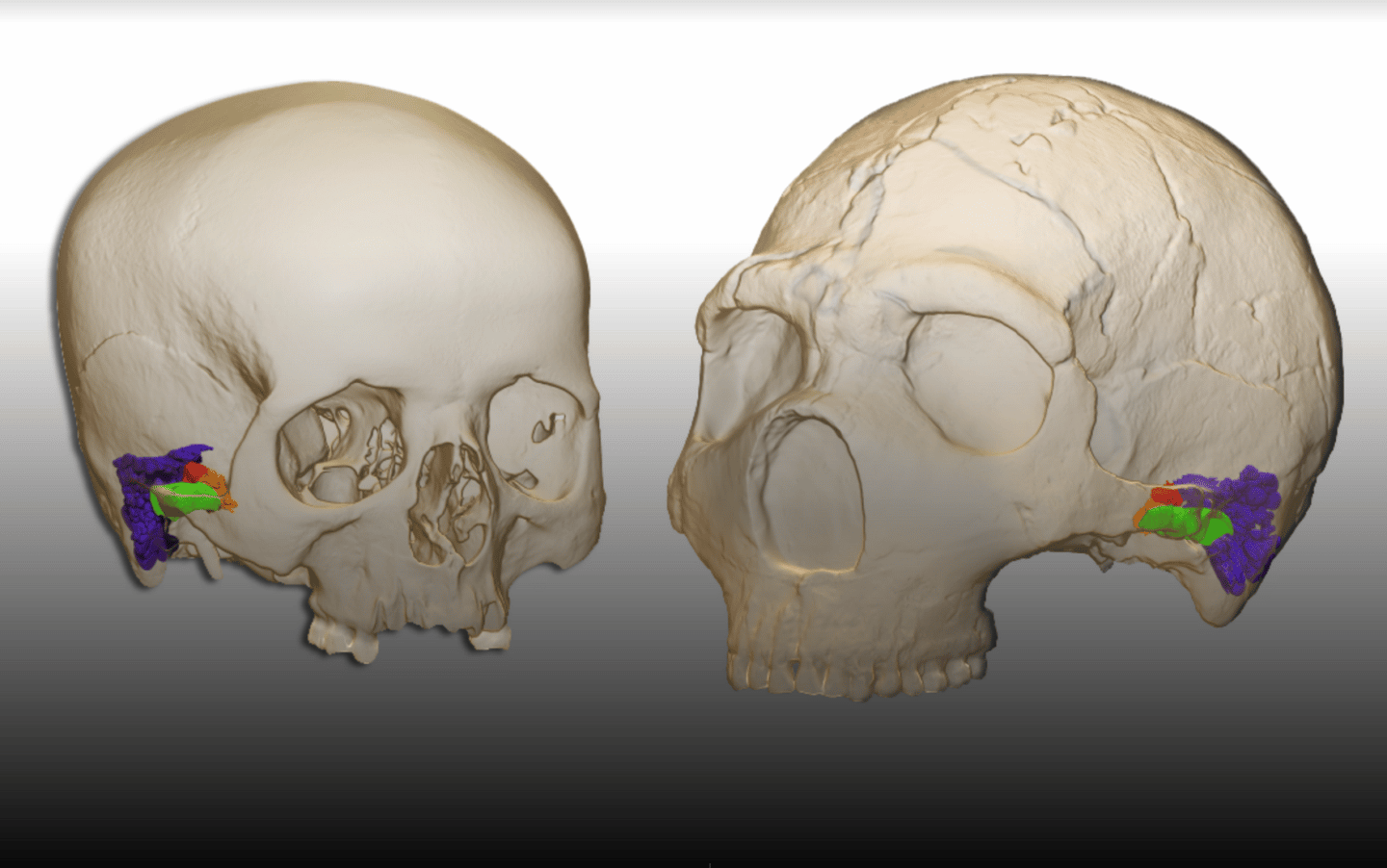 Reconstrucción del oído de un neandertal a través de un modelo 3D.