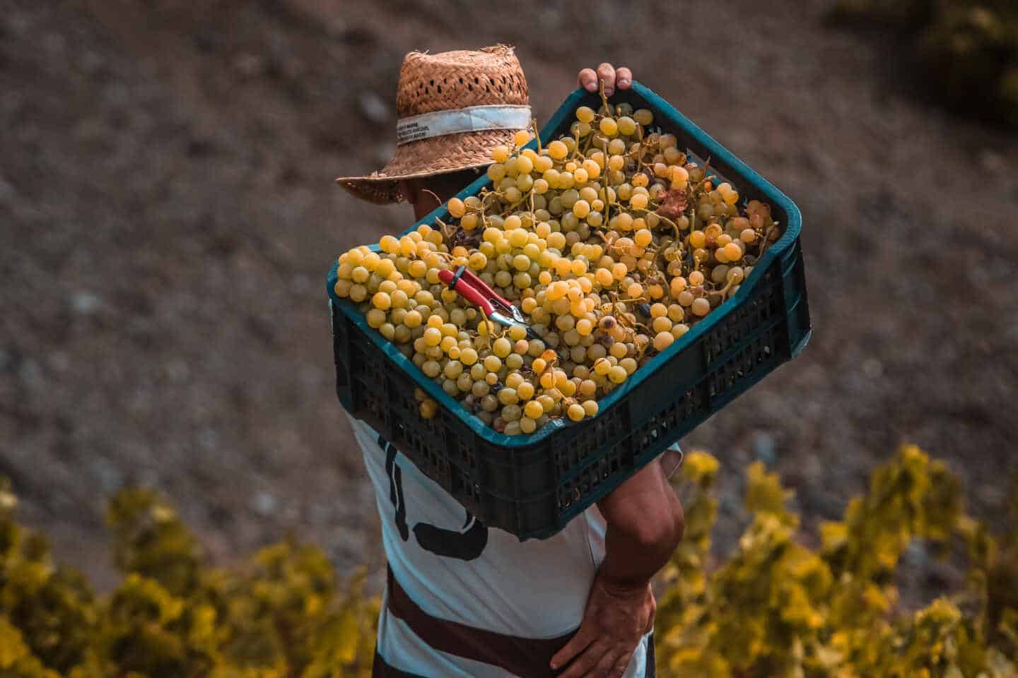 Un agricultor recoge uvas durante la época de recolecta