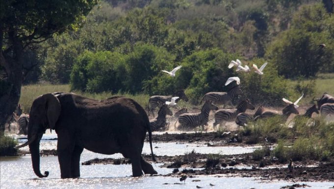 Un elefante en el Parque Kruger.